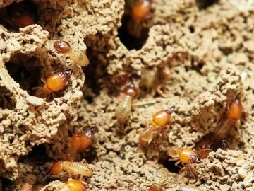 Should You Sell Your Home for Cash Due to Termites