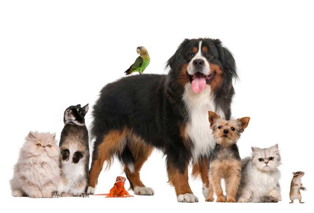 picture of animals
