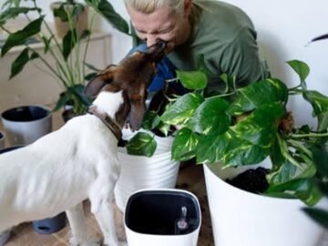 13 Houseplants to Keep Away From Your Pets