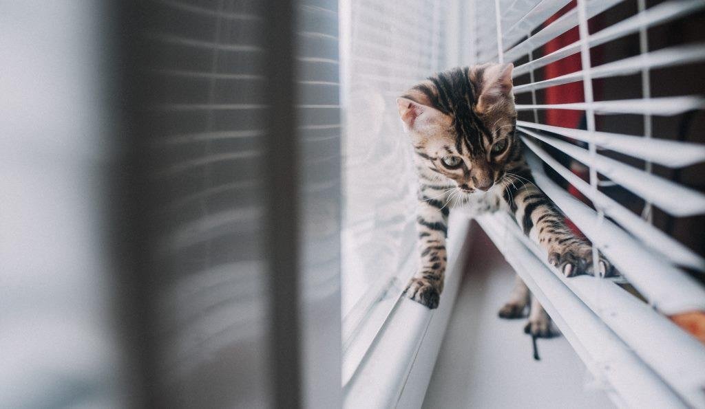 The Ultimate Guide to Choosing the Right Blinds for Your Home | Pet Friendly Blinds